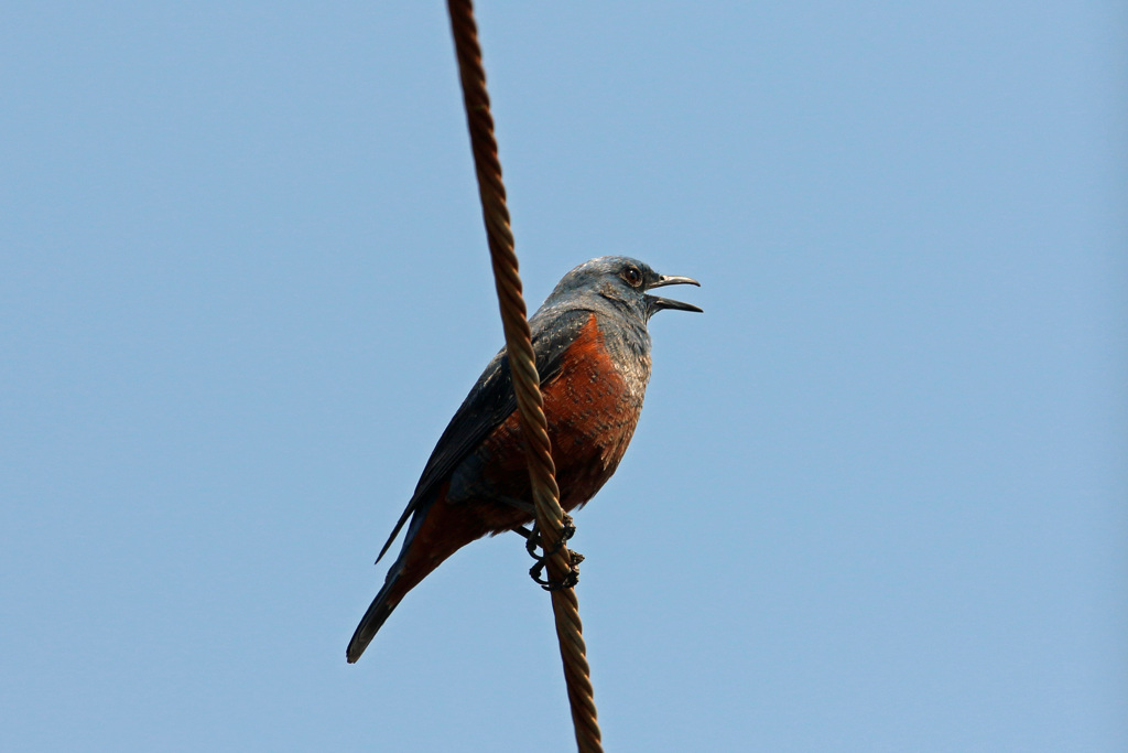 イソヒヨドリ♂発見-1