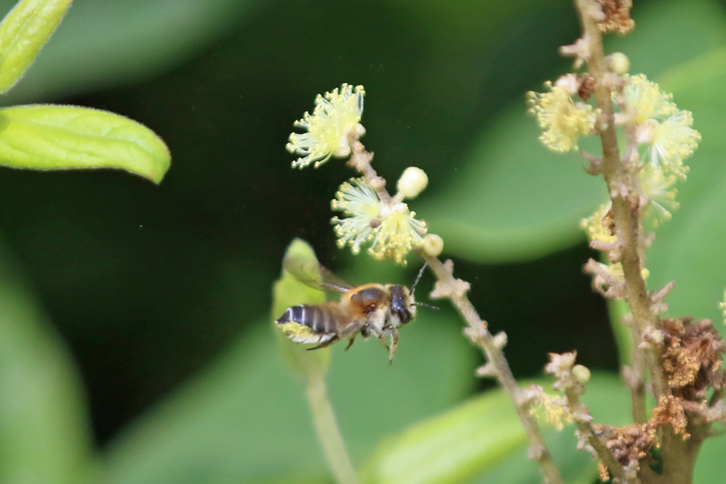 ミツバチ飛行中
