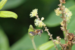 ミツバチ飛行中