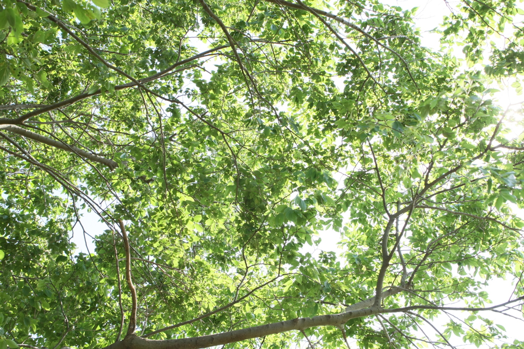 今日は暑いけん