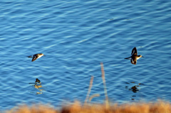 二羽ならんで流し鳥