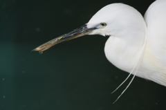 くちばしの水滴