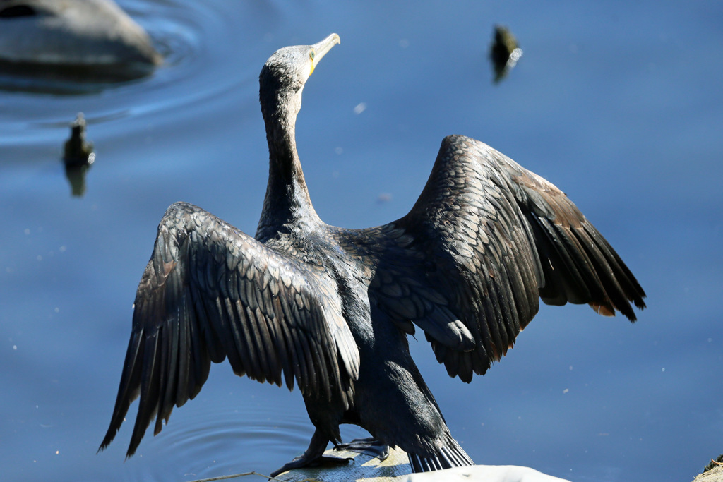 日差しを受けて