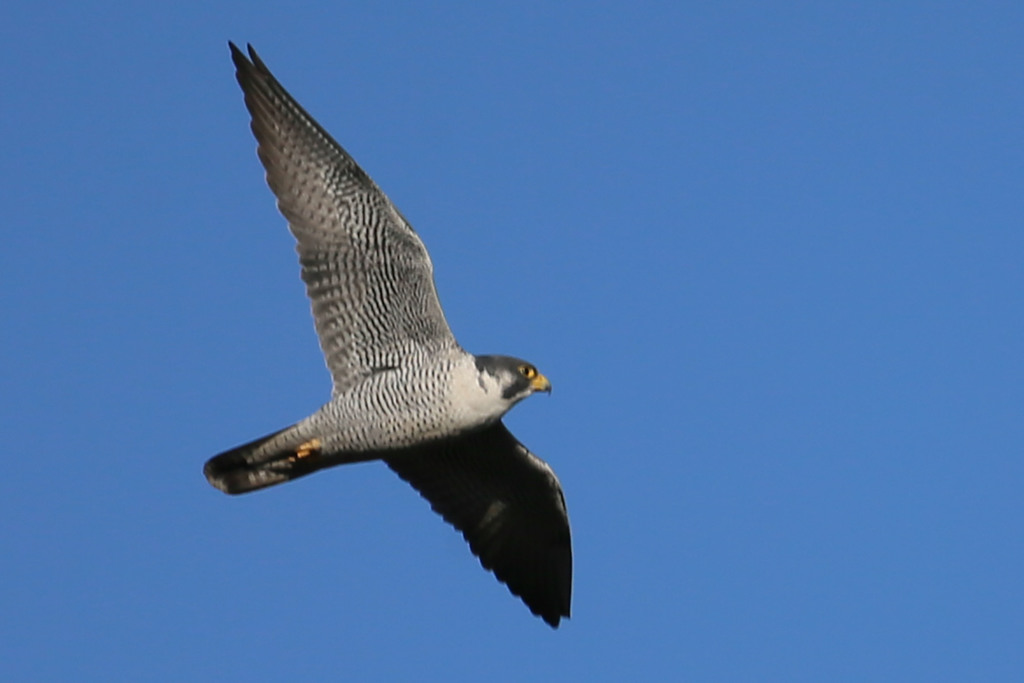 青空とハヤブサ