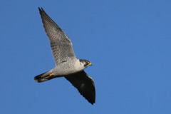 青空とハヤブサ