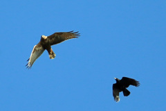 チュウヒ逃げる