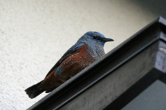 隣の家にイソヒヨドリその3