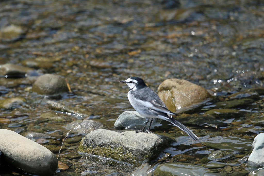 ハクセキレイ定番ポーズ
