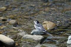 ハクセキレイ定番ポーズ