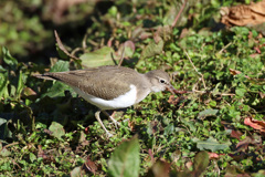 ミミズ美味しい