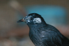 ポートレイト-1