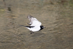 セグロセキレイ飛ぶ-3