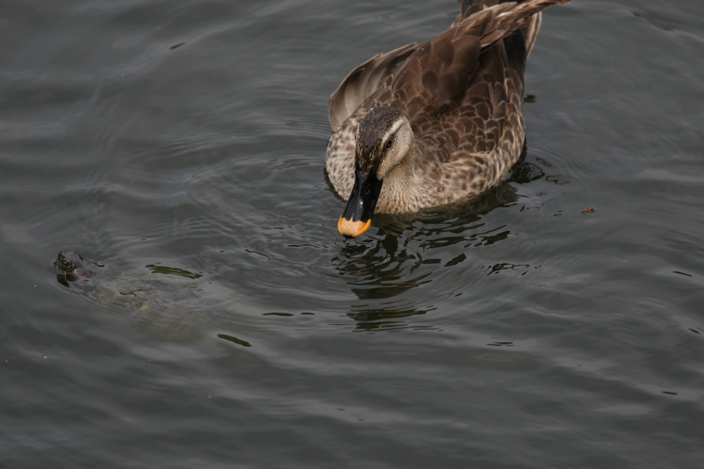 カモとカメ