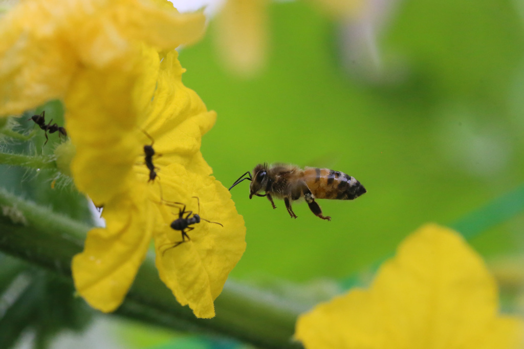 アリ対ミツバチ