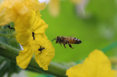 アリ対ミツバチ