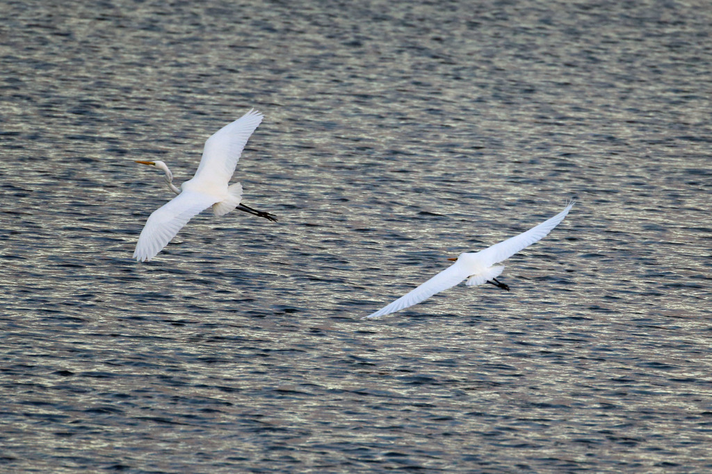 一生あなたについてくは
