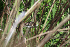 どこにいるかなオオヨシキリ