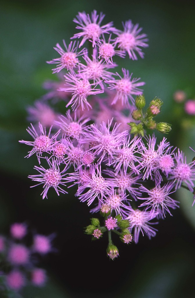 ほしの雫