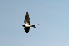 ツバメ飛行中-1