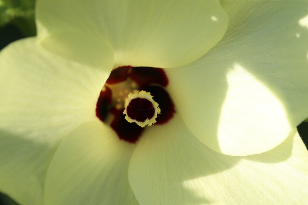 薄い黄色綺麗です