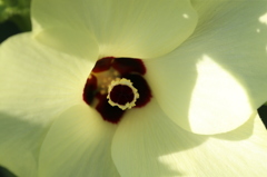 薄い黄色綺麗です