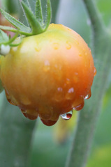 水滴の中は小さいトマト