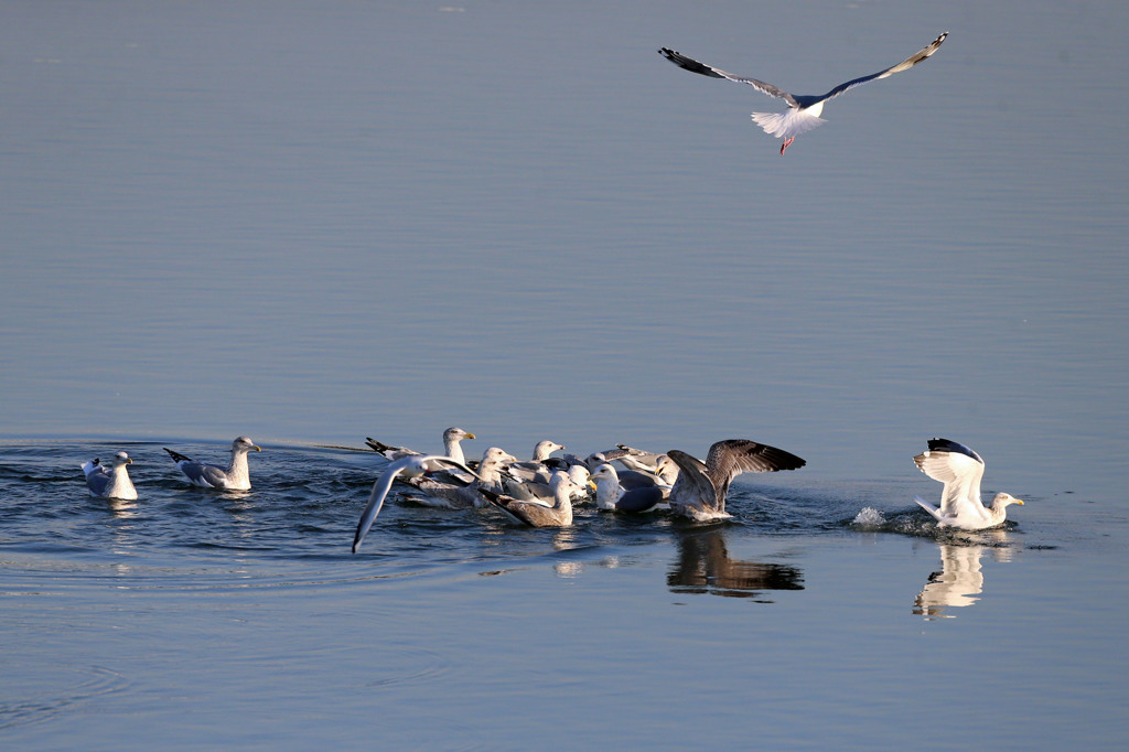 こんなとこでも争奪戦