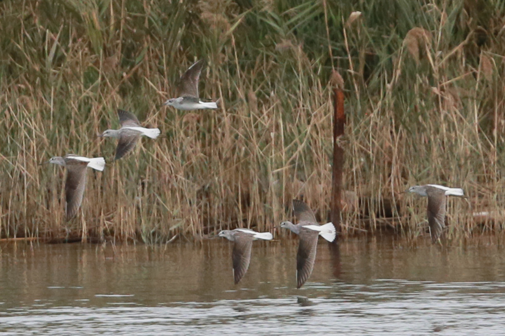 アオアシシギ団体飛行