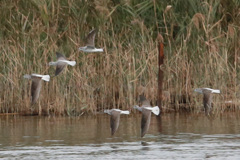 アオアシシギ団体飛行