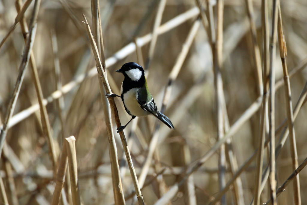 シジュウカラのポーズ-5