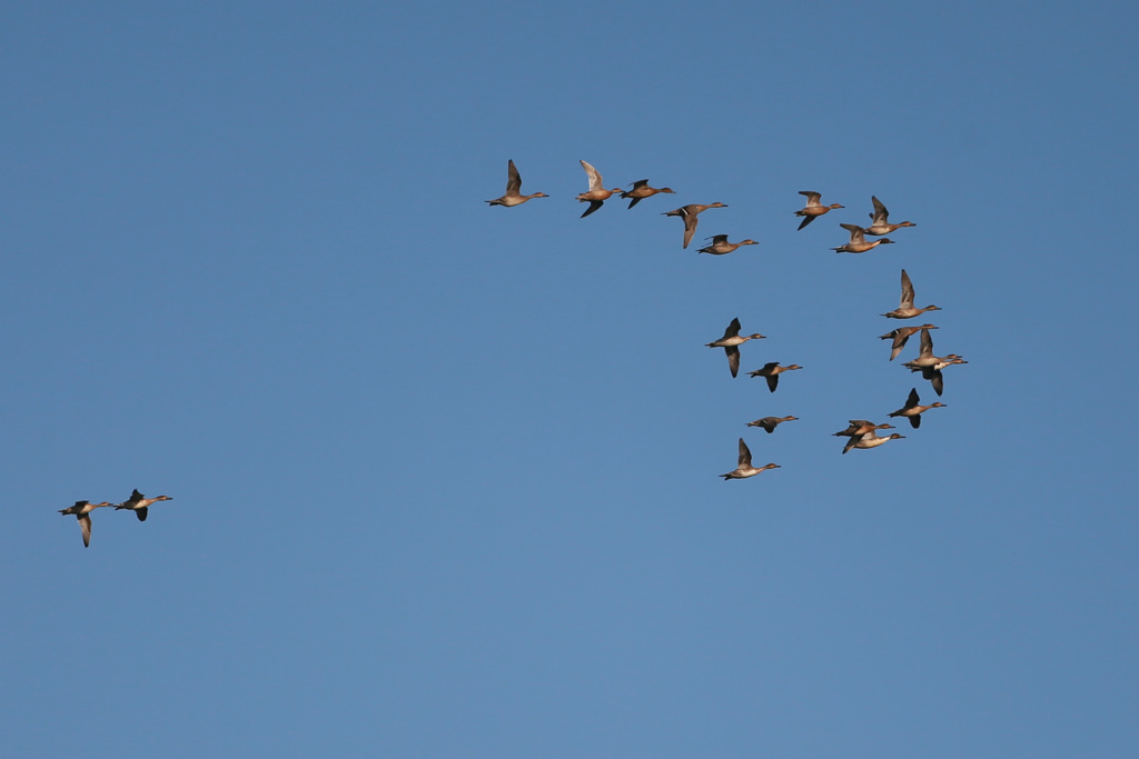 二羽置いてきぼり