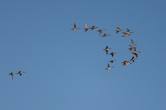 二羽置いてきぼり