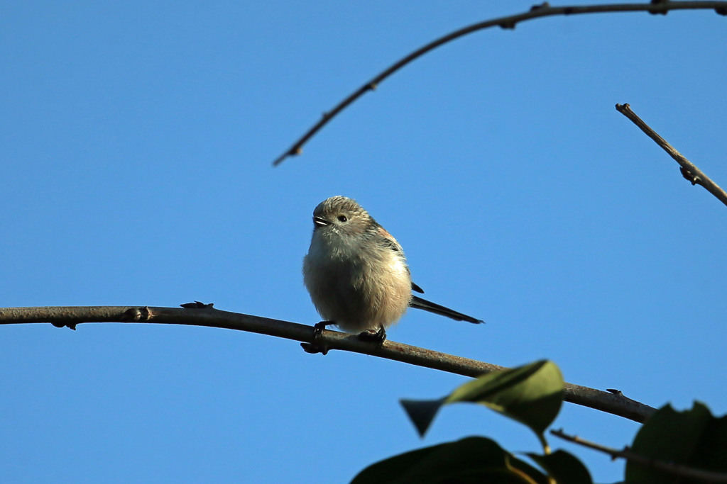 エナガ定番ポーズ
