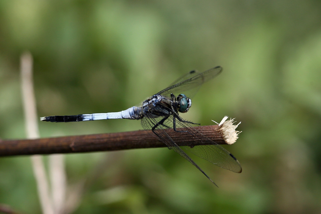 シオカラトンボ♂