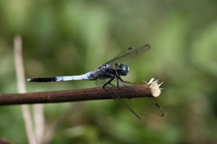 シオカラトンボ♂