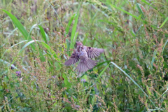 飛び出し後ろから-2