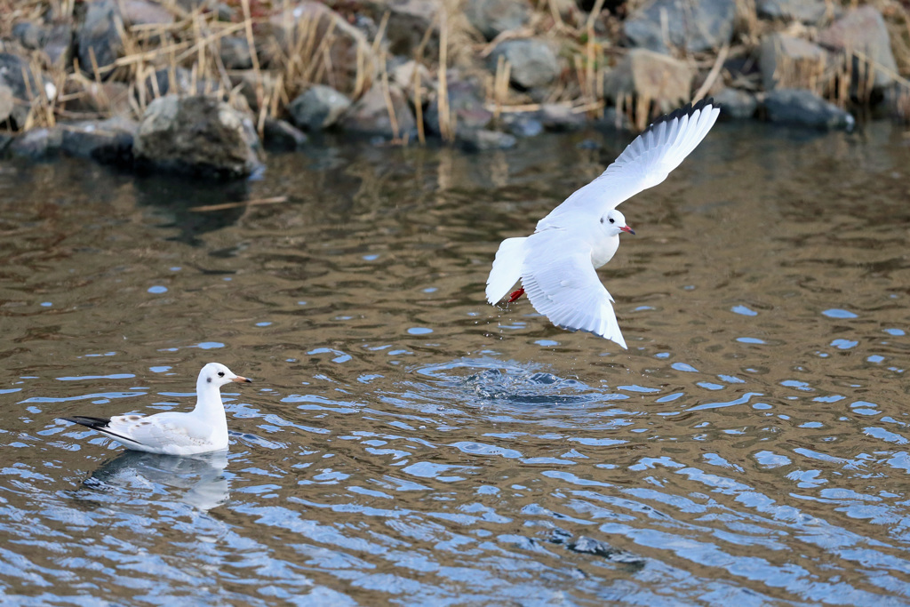 水面飛び出し-2