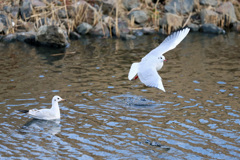 水面飛び出し-2