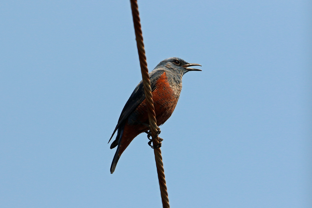 イソヒヨドリ♂発見-5