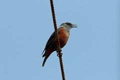 イソヒヨドリ♂発見-5