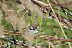 よ～く見るとエナガさん