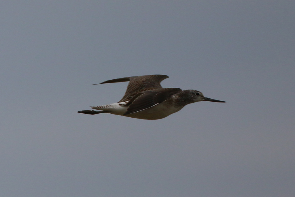 アオアシシギです