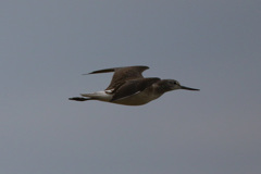 アオアシシギです