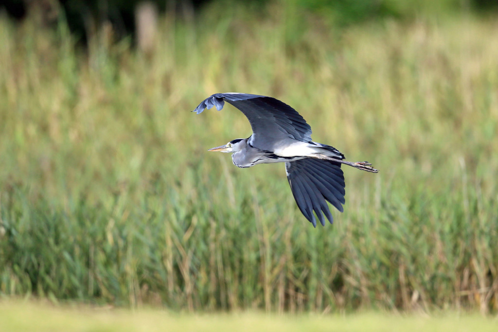 アオサギ低空飛行