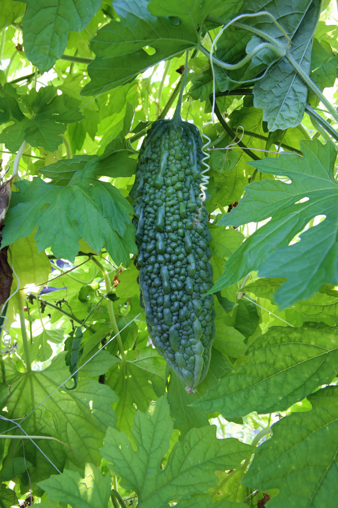 今晩食べよっと