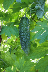 今晩食べよっと