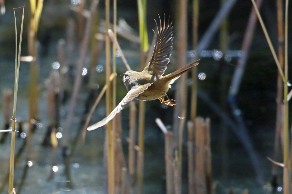 お尻から失礼します