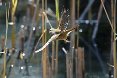 お尻から失礼します