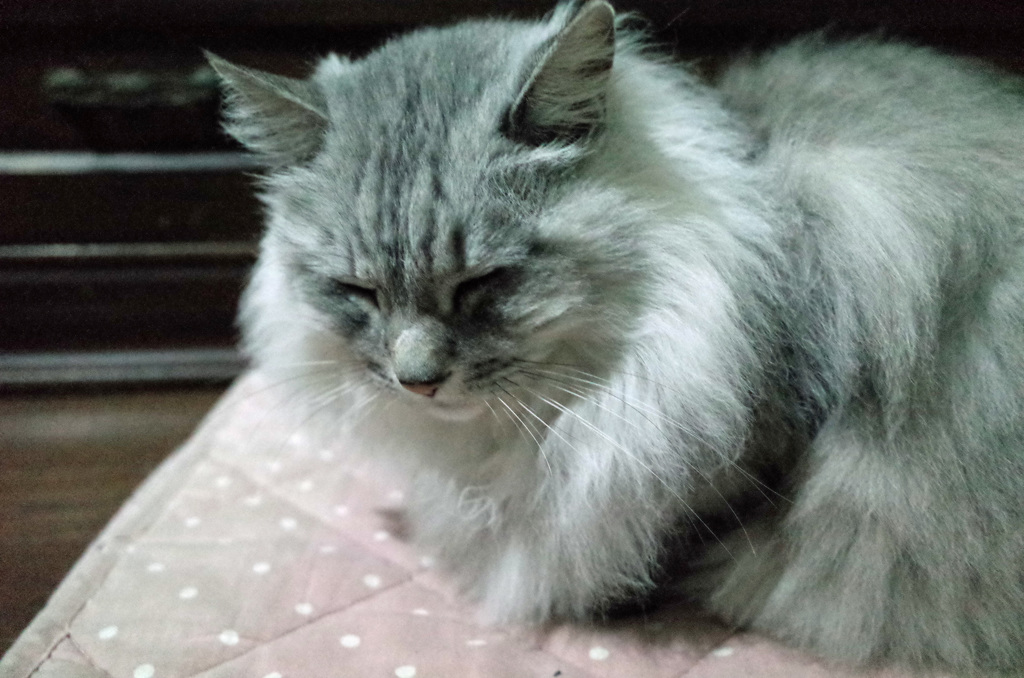 暖かそうなマフラー