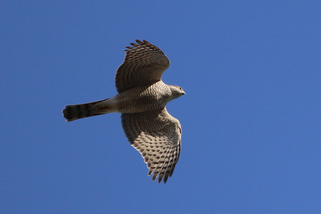 ハイタカの飛び方-2